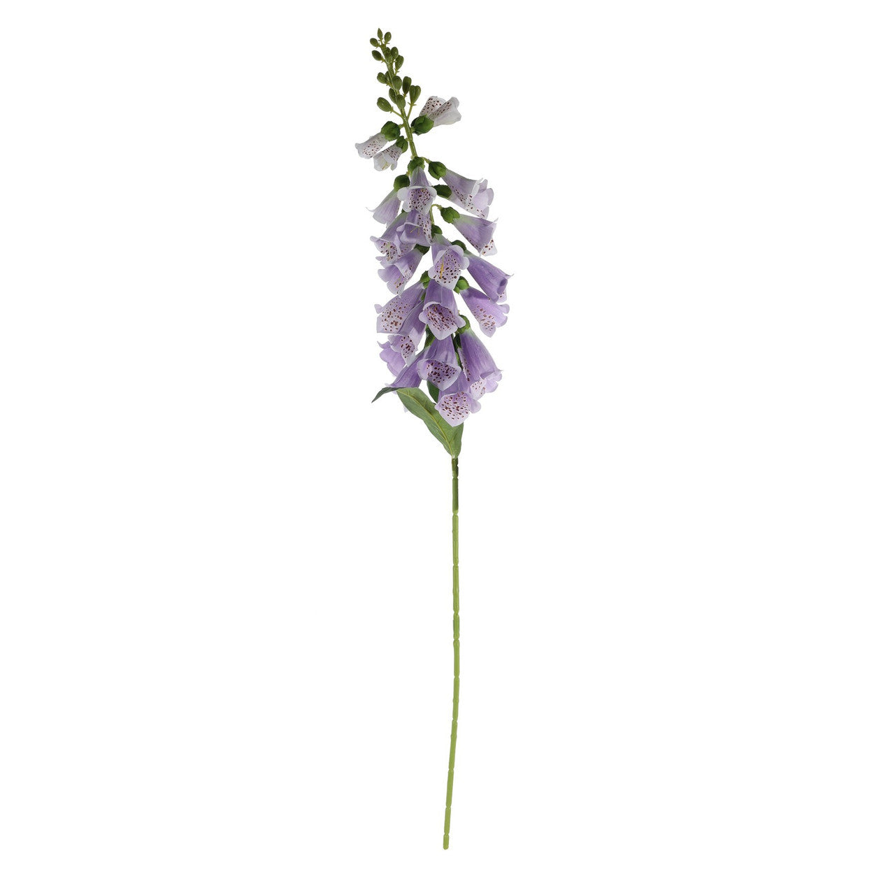 Lilac Foxglove