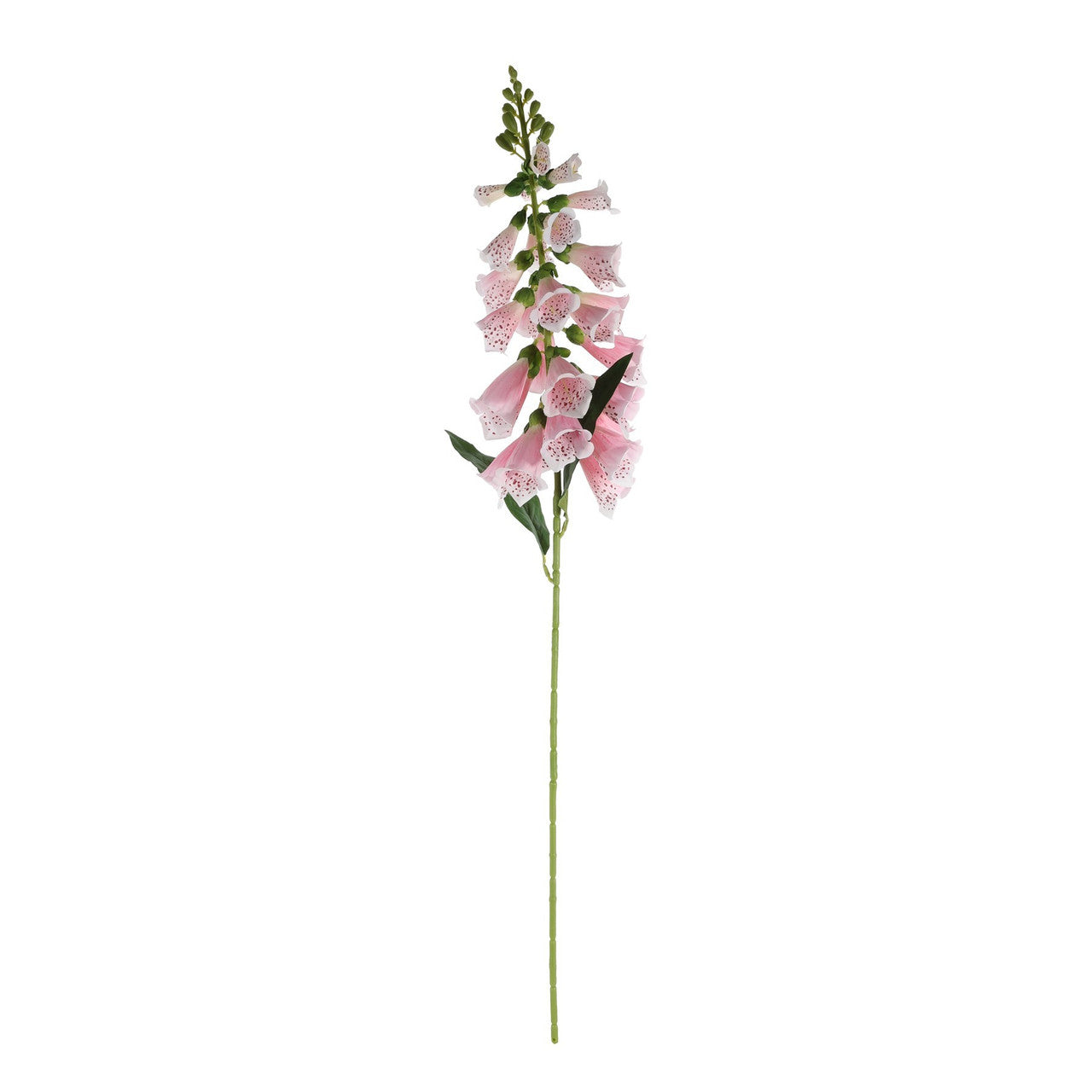 Pink Foxglove