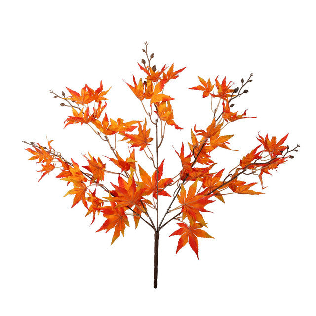 Orange Acer Palmatum Bush