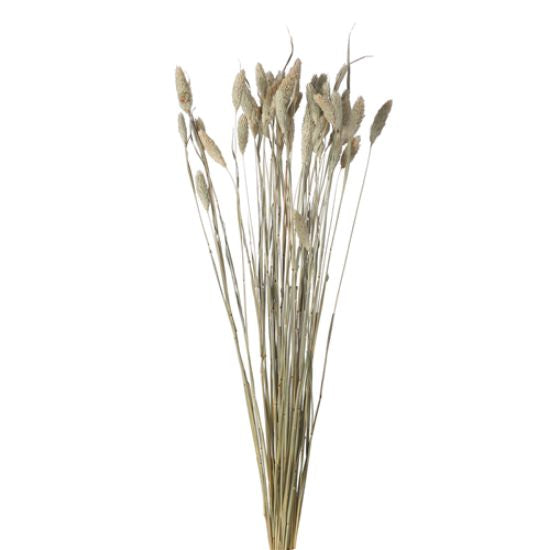 Small Bunch Dried Phalaris (50 Stems) Natural