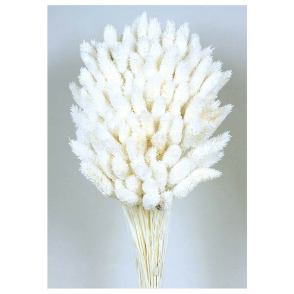 Dried Phalaris (150g) White