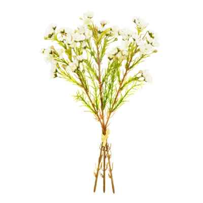 CREAM WAXFLOWER X 3 HAND TIED