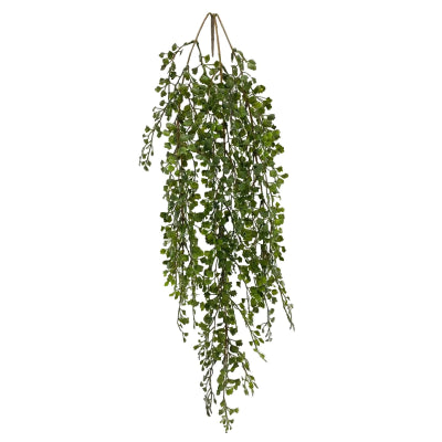 HANGING MAIDEN HAIR FERN TRAIL