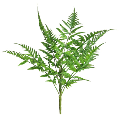 LEATHER FERN X 9 BUSH