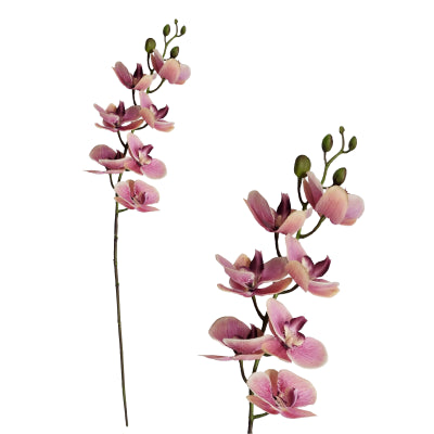 PINK PHALAENOPSIS ORCHID STEM