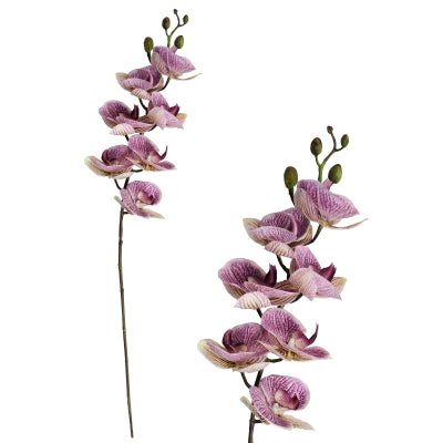 LILAC PHALAENOPSIS ORCHID STEM