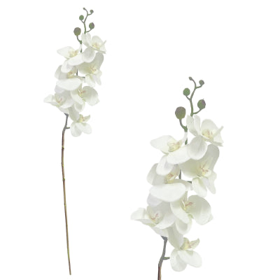 CREAM PHALAENOPSIS ORCHID STEM