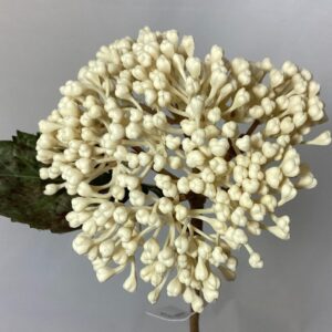 Amore Hydrangea BERRY Cluster Cream