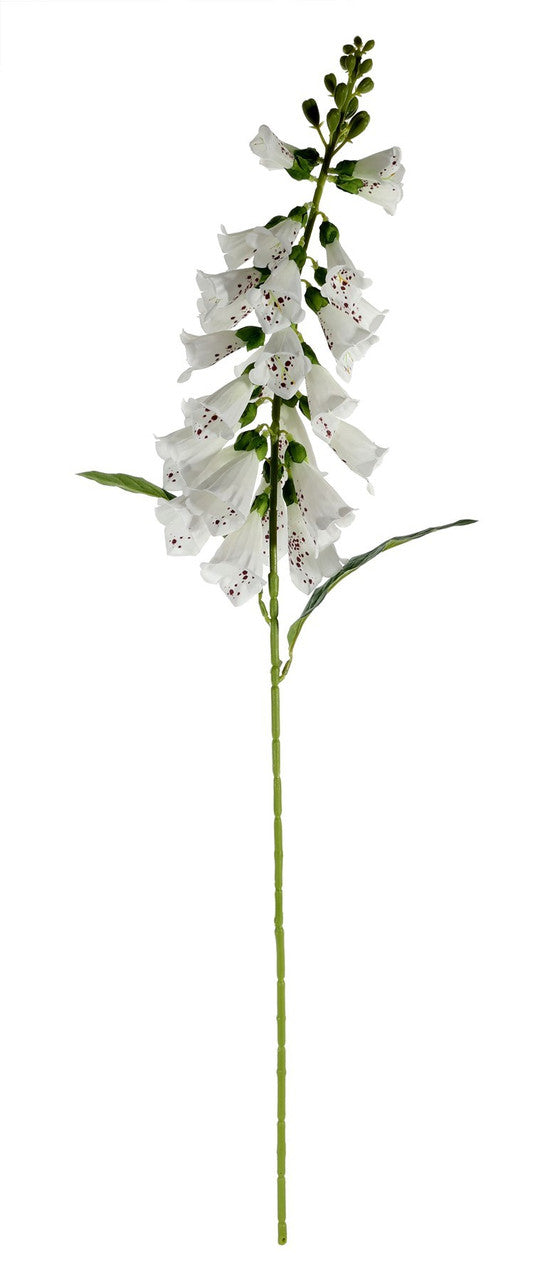 White Foxglove