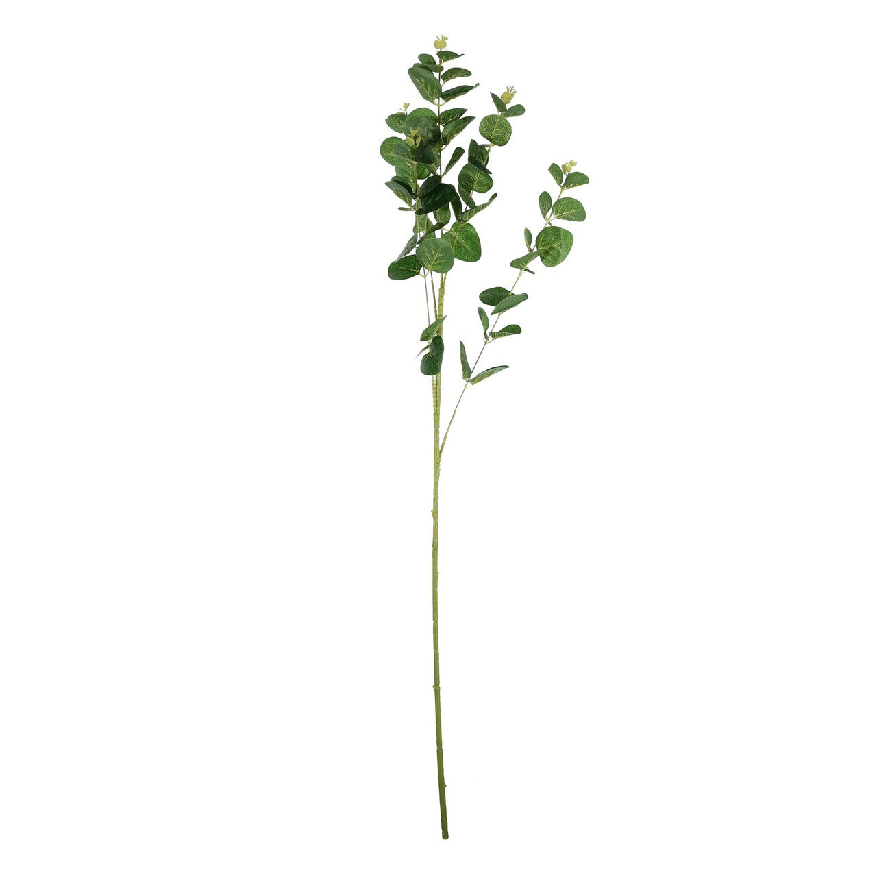Eucalyptus Spray
