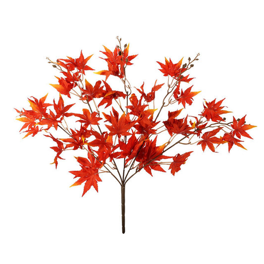 Red Acer Palmatum Bush