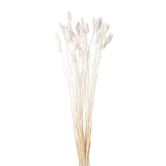 Small Bunch Dried Phalaris (50 Stems) White