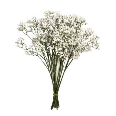 GYPSOPHILA STEM X 12 IN BAG