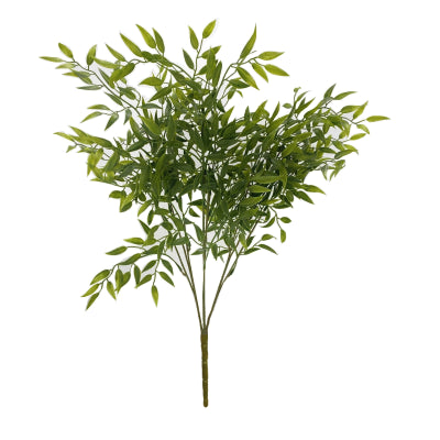 RUSCUS BUSH