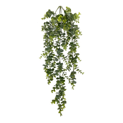 HANGING EUCALYPTUS TRAIL