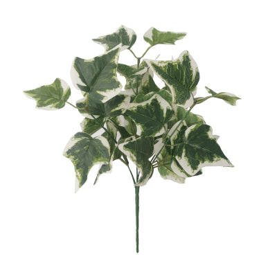 VARIEGATED IVY BUSH X 36 LEAF